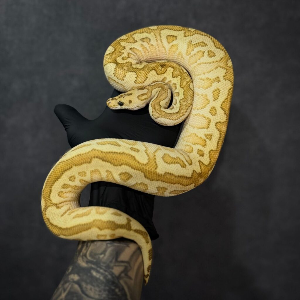 Spotnose Butter Fire Clown(ボールパイソン・Male)|THE STOA.